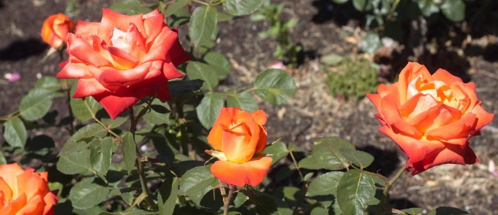 France Libre photo FranceLibre_zpsf800296a.jpg